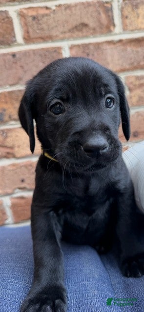 Labrador Retriever dogs Labrador Retriever - Yellow Collar - Ad 1