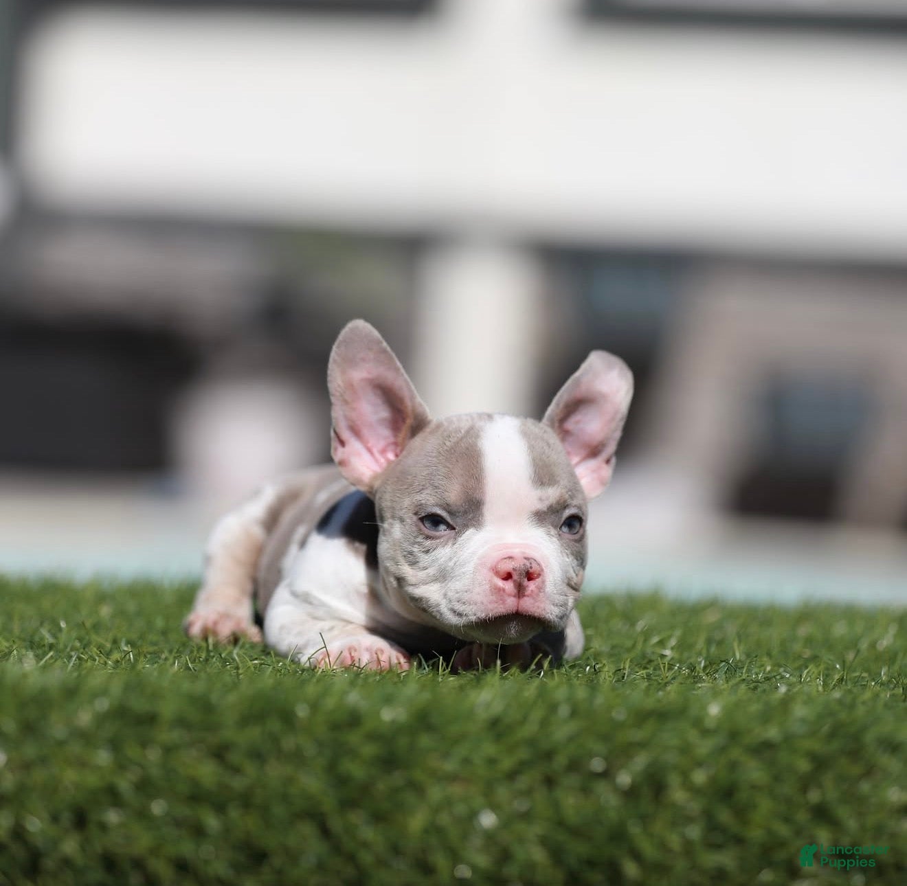 American Bully dogs for sale: American Bully 4 - Ad 32