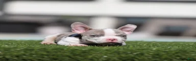 American Bully 4