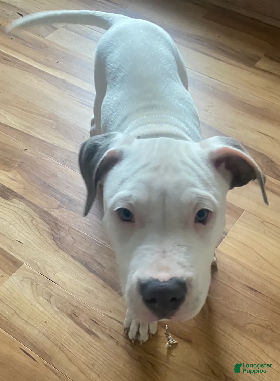 American Pit Bull Terrier dogs for sale: Joker - Ad 1