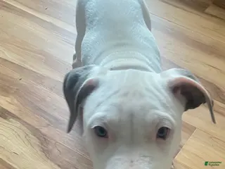 American Pit Bull Terrier dogs Joker - Ad 5