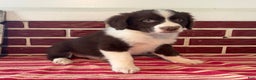 Mixed Breed dogs for sale: Levi - Ad 3