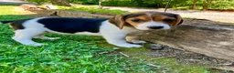 Beagle dogs for sale: Bella - Ad 6