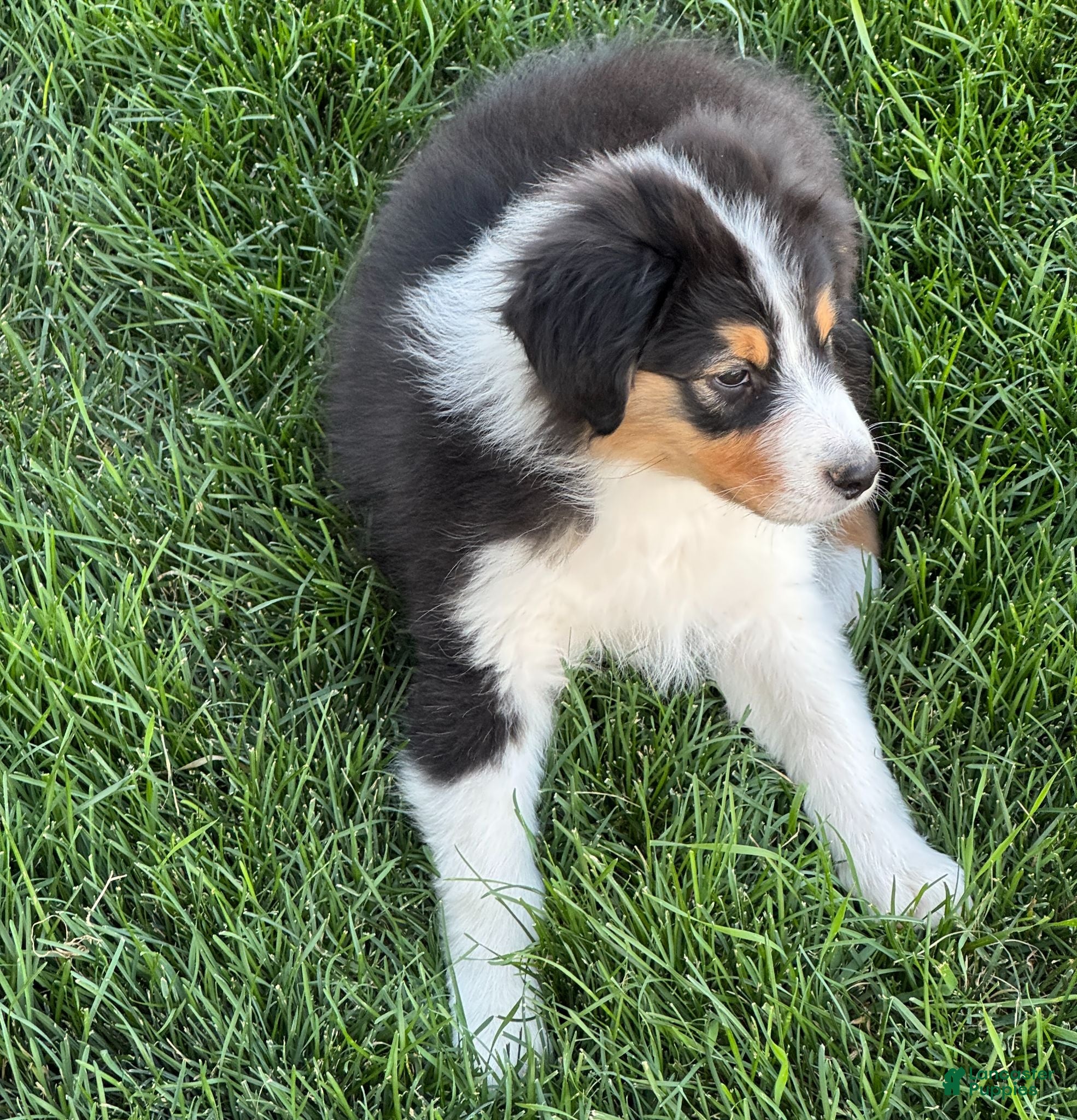 Australian Shepherd dogs Australian Shepherd Male - Ad 2