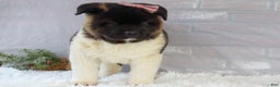 Akita dogs for sale: Rosa - Ad 35