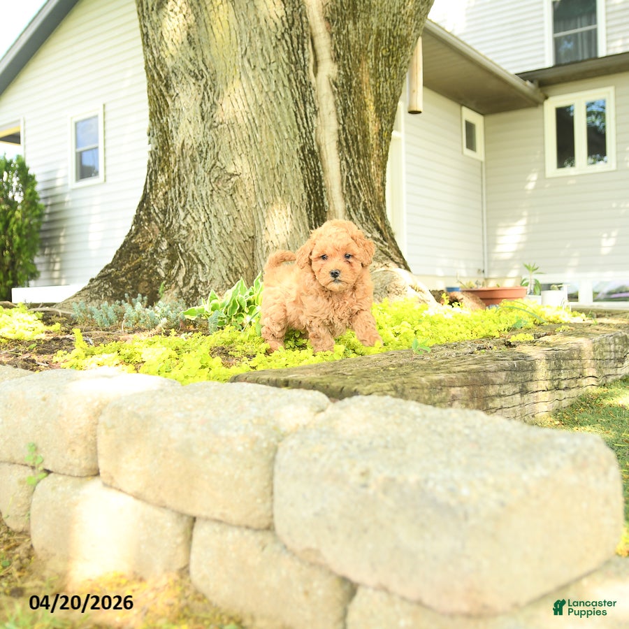 Goldendoodle dogs Cleo - Ad 2