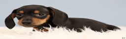 Miniature Dachshund dogs for sale: Everett 🏀 - Ad 9