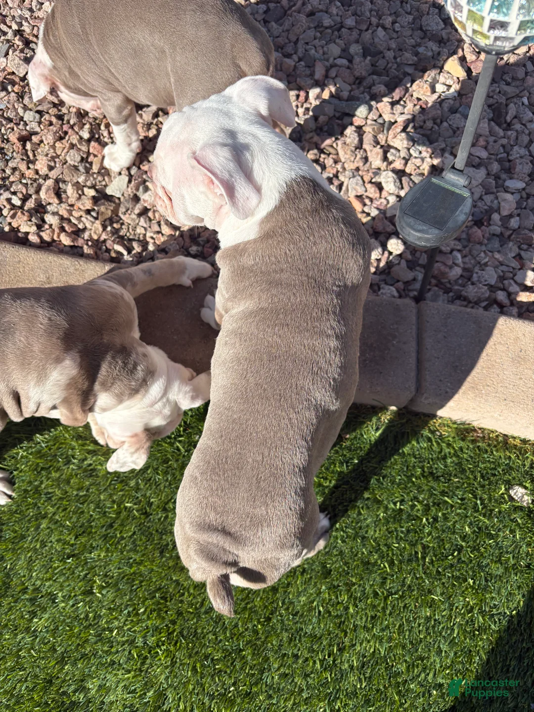 Olde English Bulldogge dogs for sale: Olde English Bulldogge Puppy 2 - Ad 3