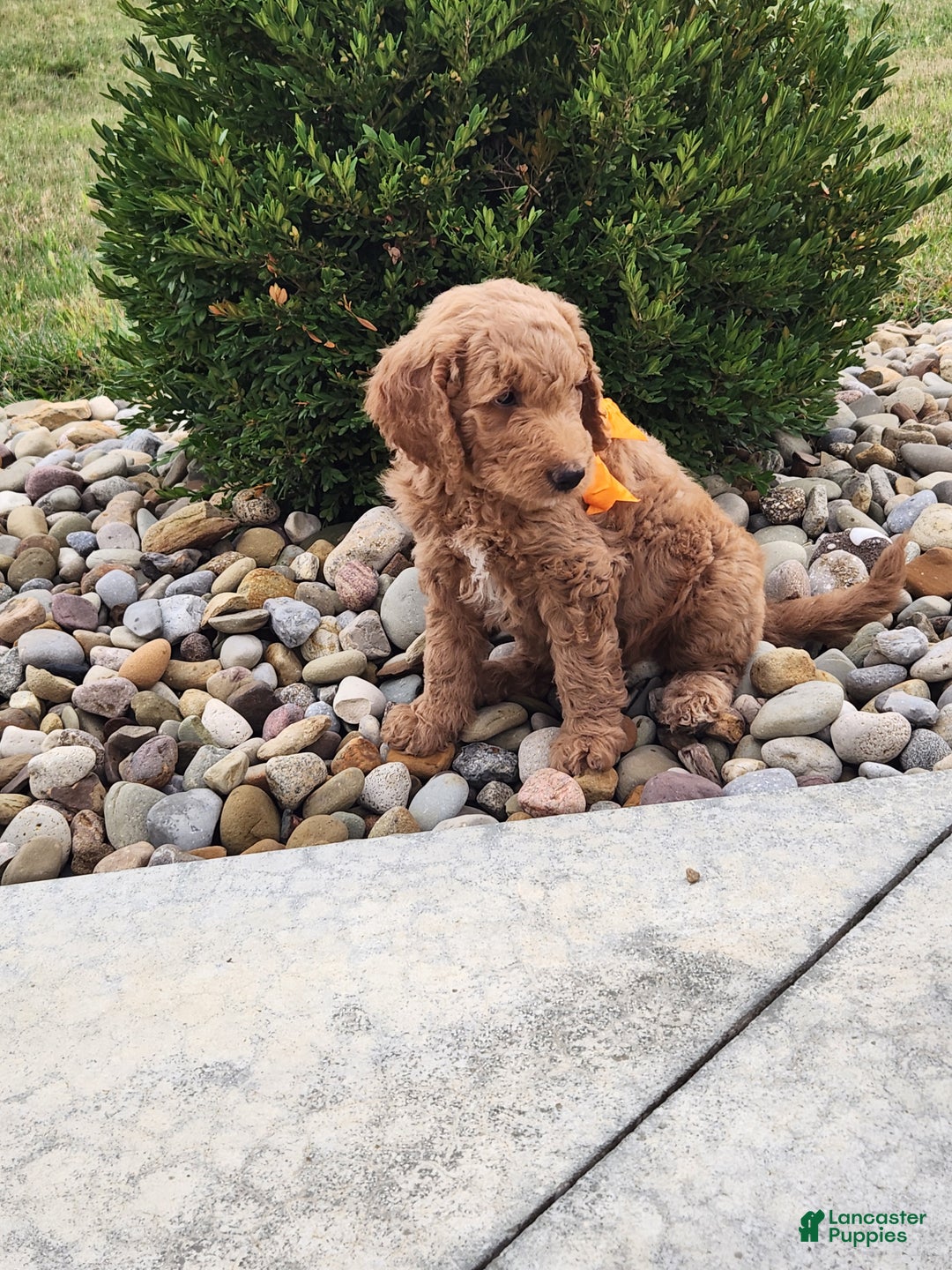Goldendoodle dogs for sale: Daisy - Ad 18