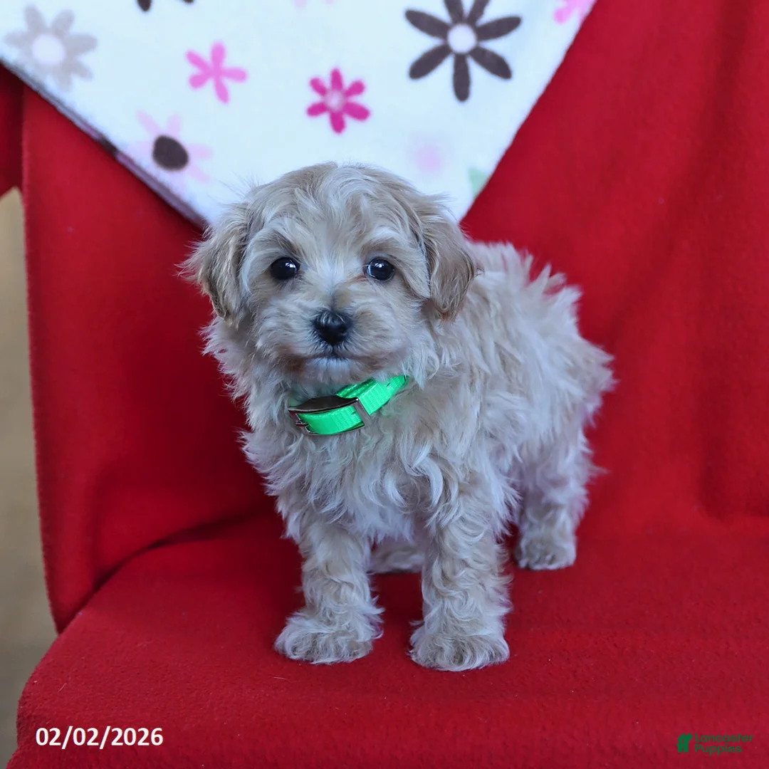 Maltipoo dogs for sale: Teddy - Ad 4