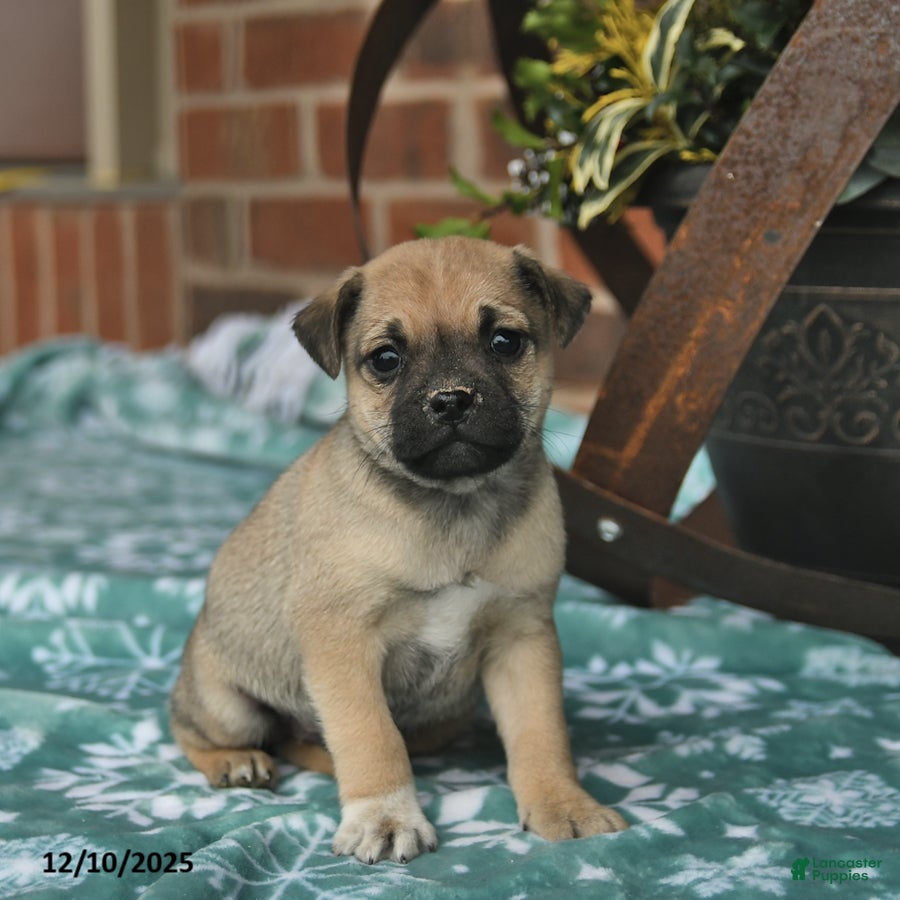 Jug dogs Rudolph  - Ad 13