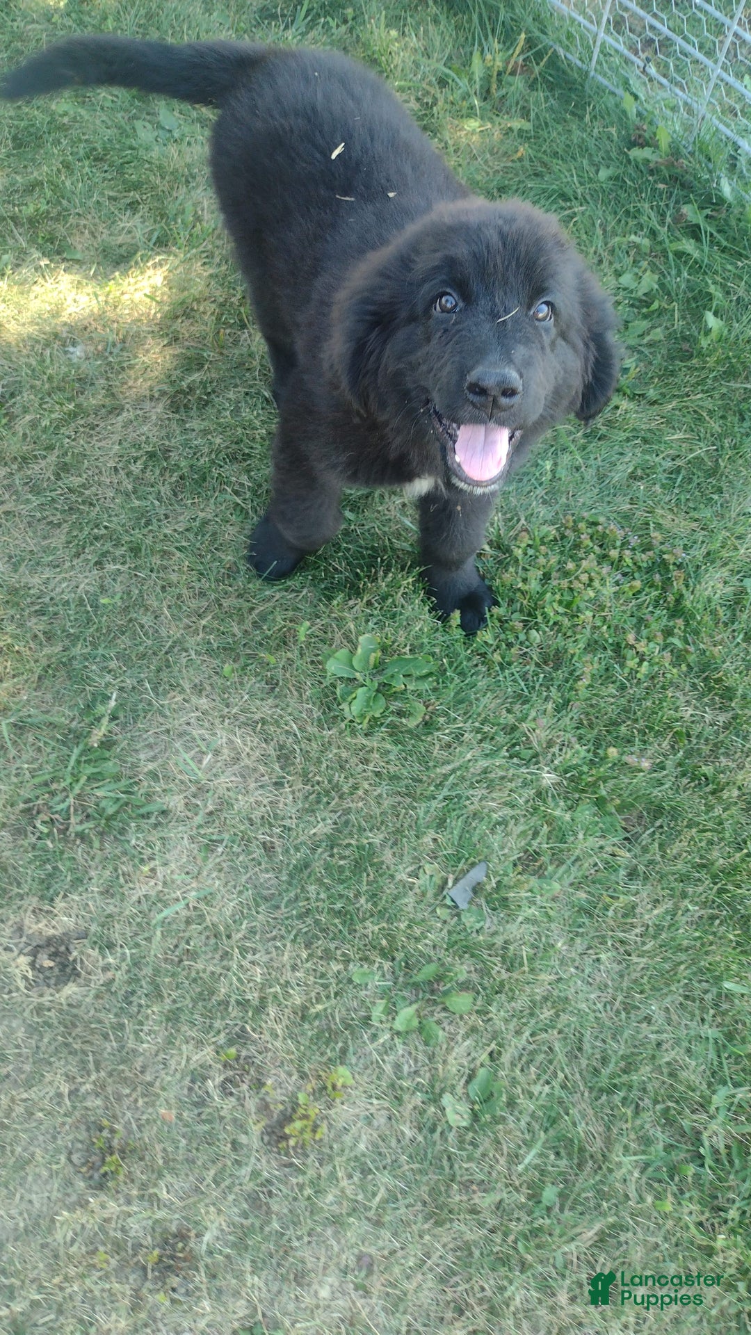 Newfoundland Dog Mountain Lion Hounds For Sale Big Black Dog