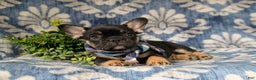 French Bulldog dogs for sale: Nadia - Ad 15