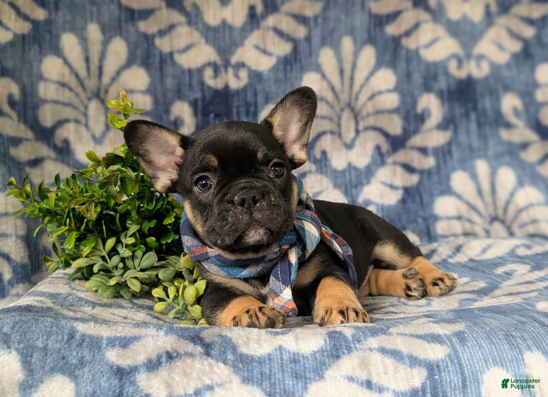 French Bulldog dogs for sale: Nadia - Ad 15