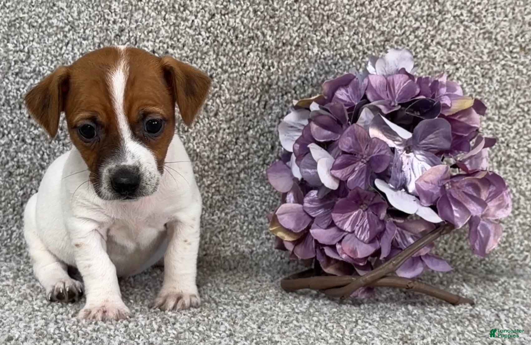 Jack Russell Terrier dogs Vanessa - Ad 2