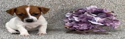 Jack Russell Terrier dogs for sale: Vanessa - Ad 2
