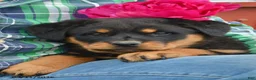 Rottweiler dogs for sale: Winnie - Ad 2