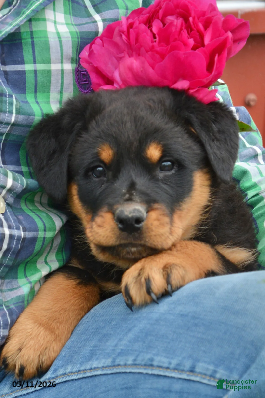 Rottweiler dogs for sale: Winnie - Ad 2
