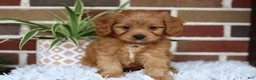 Cavapoo dogs for sale: Simba - Ad 5