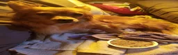 Chiweenie dogs for sale: Chiweenie 2 - Ad 2