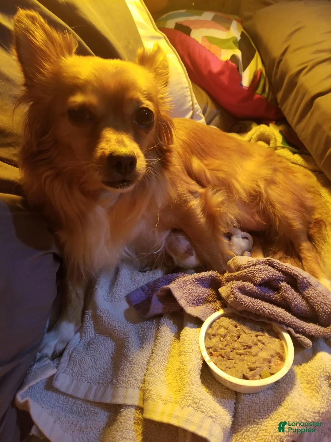 Chiweenie dogs for sale: Chiweenie 2 - Ad 2