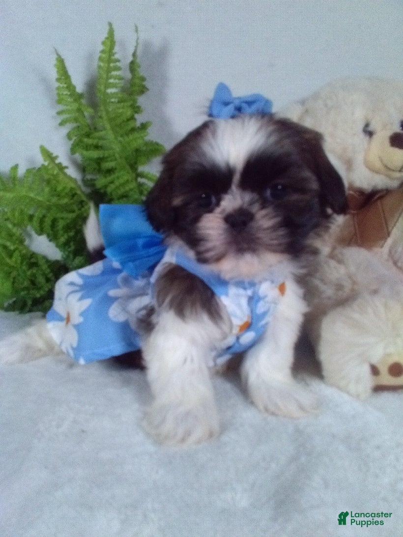 Shih Tzu dogs Reba - Ad 1