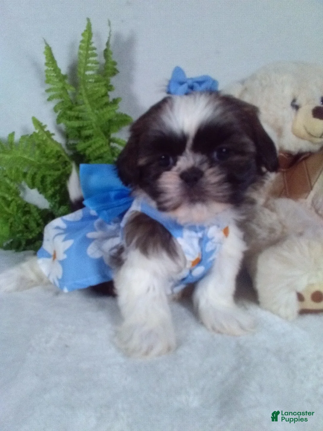 Shih Tzu dogs for sale: Reba - Ad 1