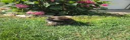 Shorkie dogs for sale: Tracy - Ad 7