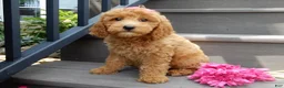 Mini Goldendoodle dogs for sale: Hazel - Ad 4