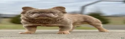 French Bulldog dogs for sale: Chai video ad - Ad 5