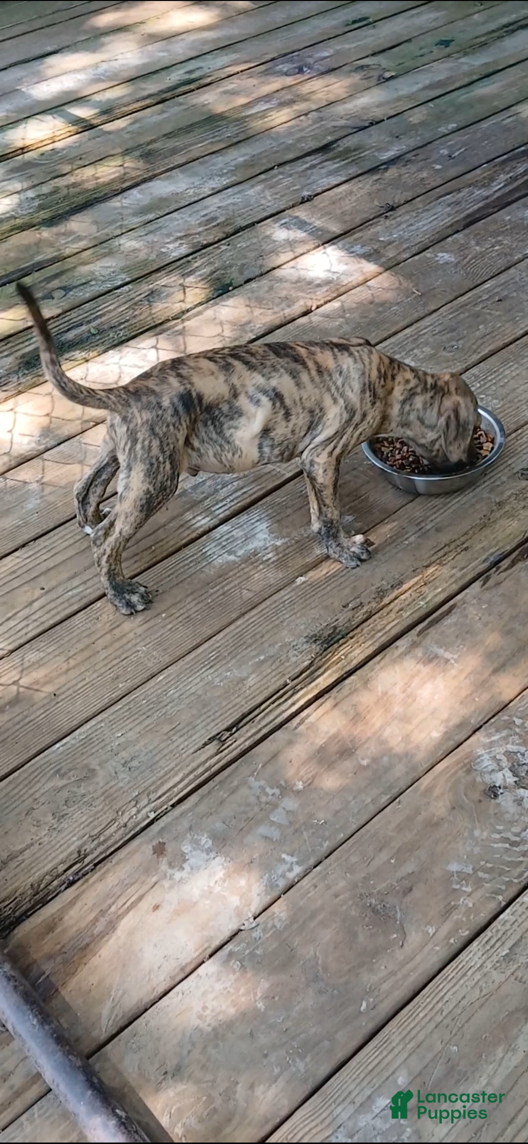 American Pit Bull Terrier dogs American Pit Bull Terrier 1 - Ad 2