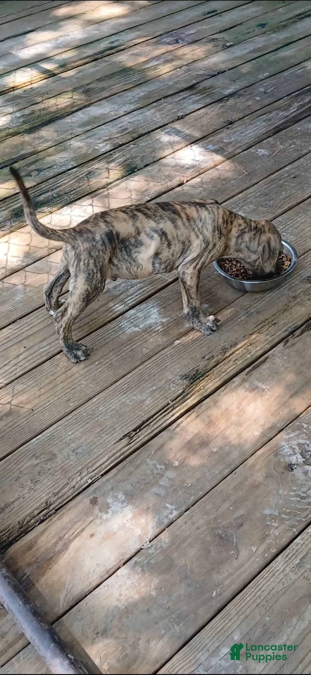 American Pit Bull Terrier dogs for sale: American Pit Bull Terrier 1 - Ad 2