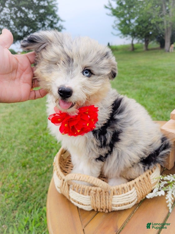 Aussiedoodle dogs Snap Melon - Ad 1