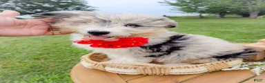 Snap Melon
