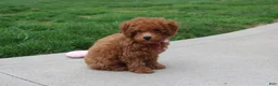 Bichpoo dogs for sale: Trixie - Ad 6