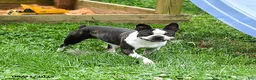 Boston Terrier dogs for sale: Bailey  - Ad 5