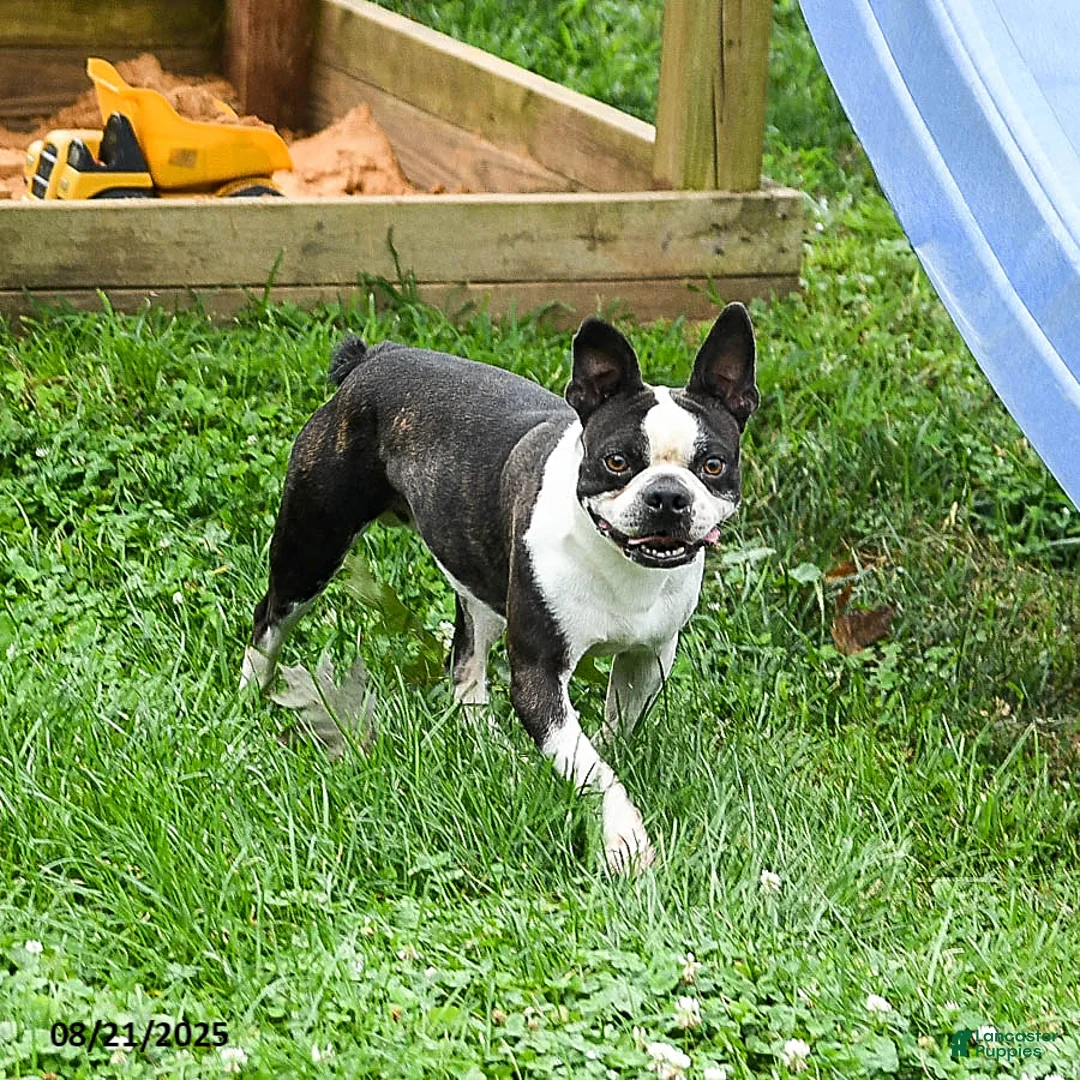 Boston Terrier dogs for sale: Bailey  - Ad 5