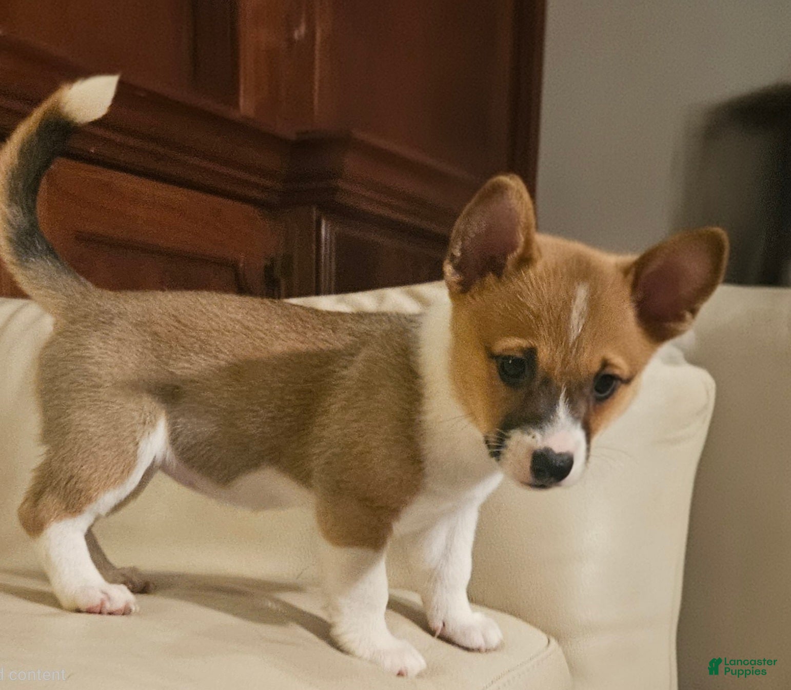 Mixed Breed dogs Athena - Ad 1