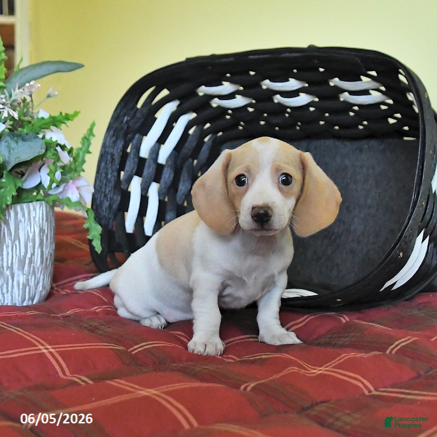 Miniature Dachshund dogs Kathy - Ad 1