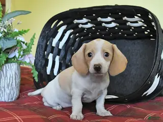 Miniature Dachshund dogs for sale: Kathy - Ad 3