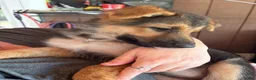 German Shepherd dogs for sale: Diesel - Ad 15