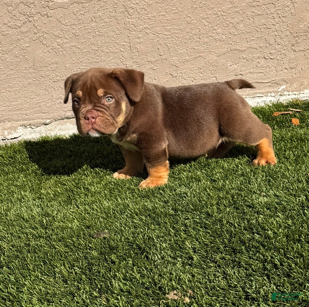American Bully dogs Nino Brown - Ad 4