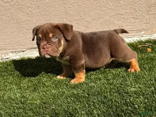 American Bully dogs Nino Brown - Ad 4