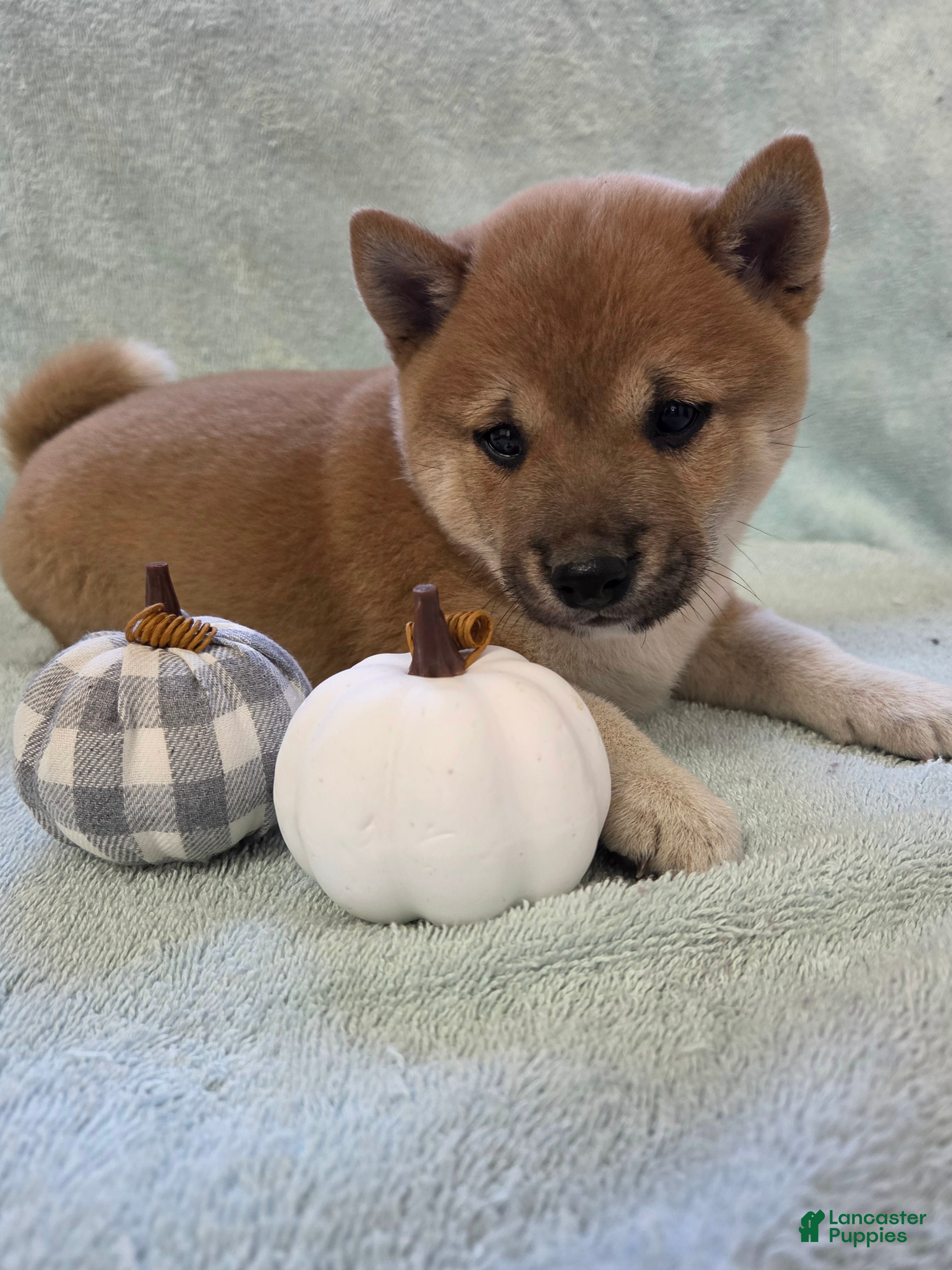 Shiba Inu dogs for sale: Cinnamon - Ad 1