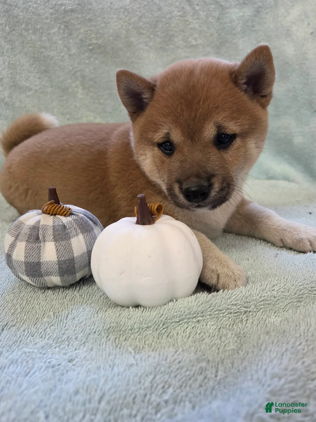 Shiba Inu dogs for sale: Cinnamon - Ad 1