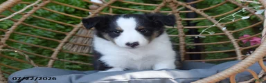 Sheba