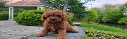 Cavapoo dogs for sale: Henry - Ad 20