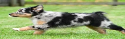 Australian Shepherd dogs for sale: Jody - Ad 11