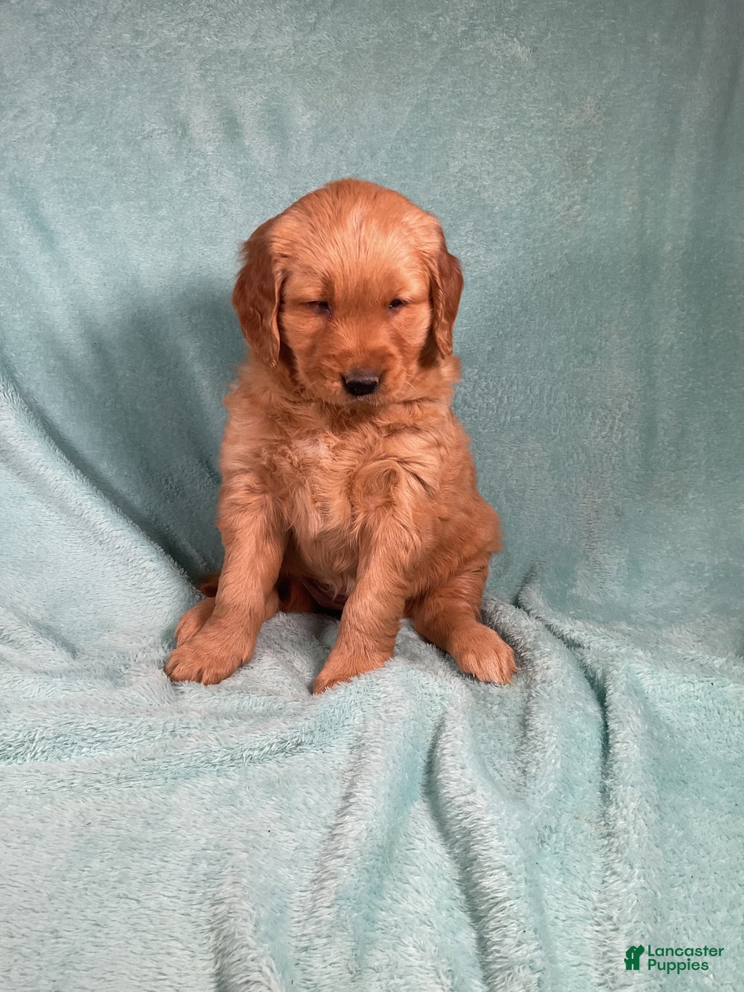 Golden Retriever dogs for sale: Lily - Ad 7