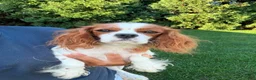 Cavapoo dogs for sale: Enzo - Ad 3